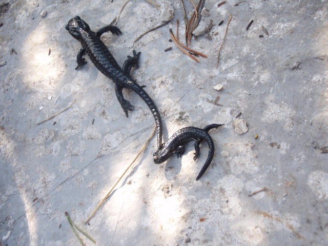 salamandra atra